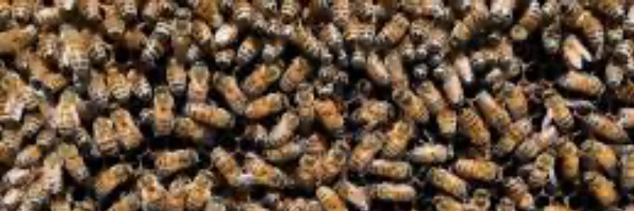 Cover image for post Wading in Beeswax, by Bunny