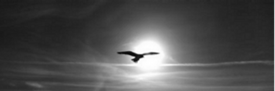 Cover image for post From the Ashes, by CynthiaCalder