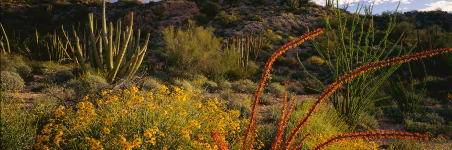 Cover image for post Pick Through Bones, by Bunny