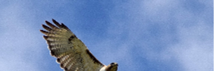 Cover image for post The Sky King , by AliciaUecker