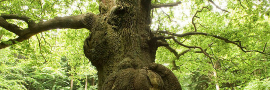 Cover image for post Evensong, by Bunny