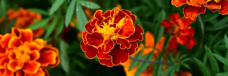 Cover image for post From the Veranda, by CynthiaCalder