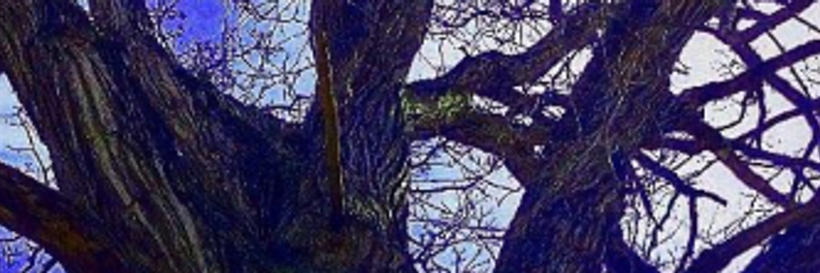 Cover image for post Madness Stalks the Forest of Your Mind, by Dionysian66