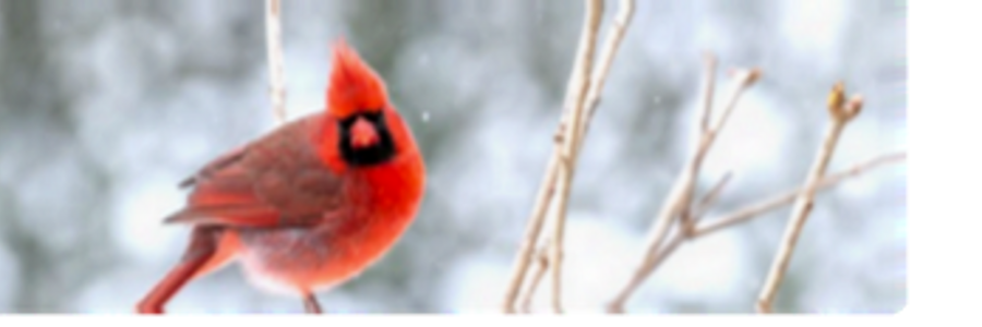 Cover image for post Still...., by CynthiaCalder