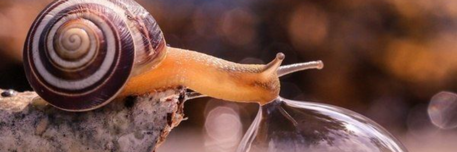 Cover image for post The Drop, by Last