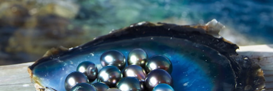 Cover image for post a grain of wisdom, by Mariah