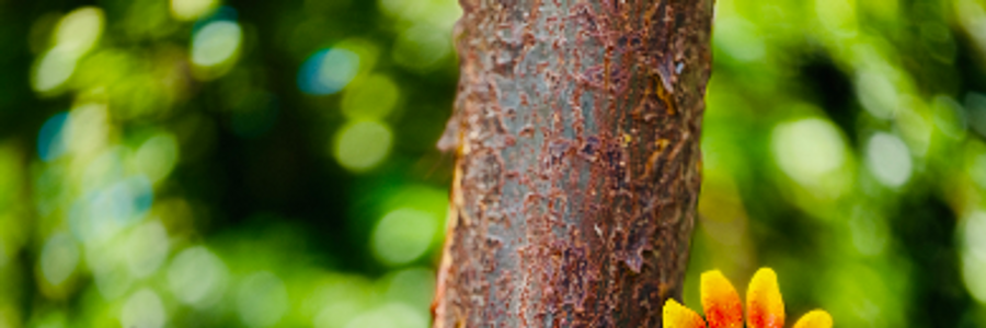 Cover image for post Some Words, by WormDogg