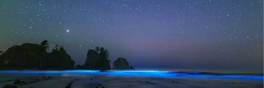 Cover image for post bioluminescence, by ModernAntigone