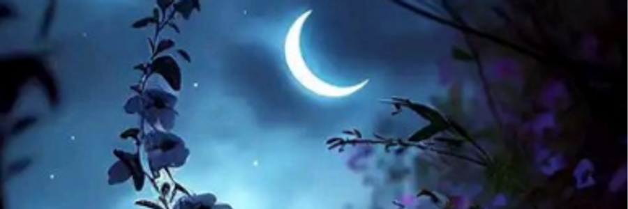 Cover image for post Moonflowers, by Mariah