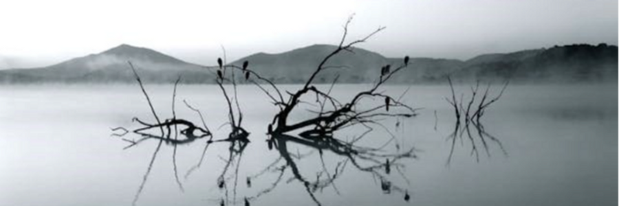 Cover image for post Demise, by CynthiaCalder