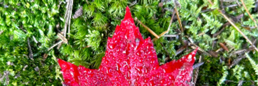 Cover image for post Scarlet, by Mariah