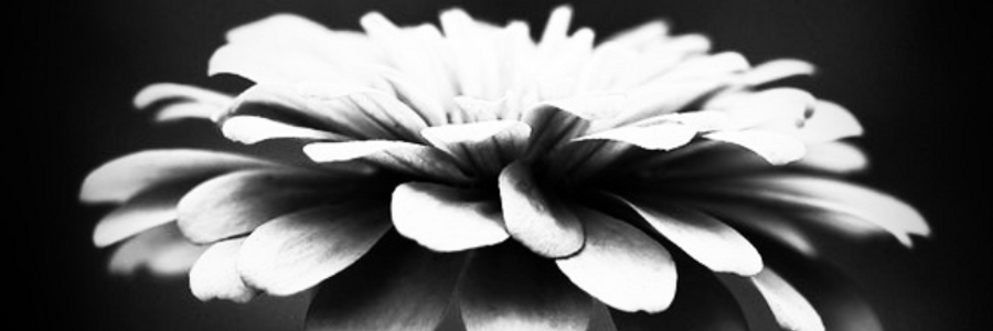 Cover image for post Of jagged teeth, concubine of catastrophe, mark of midnight, and rivers of honey., by Prose