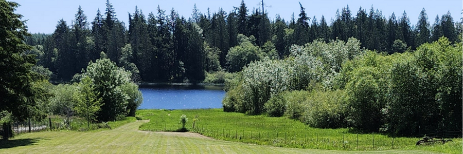 Cover image for post Morning, Beyond My Window, by dustygrein