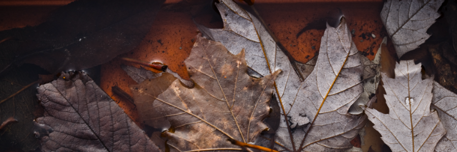 Cover image for post In the shade of the golden hour, by CoconutTurtles