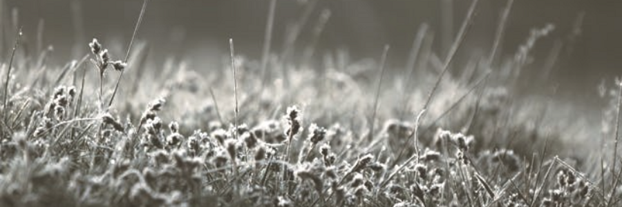 Cover image for post Foul Deeds, by CynthiaCalder