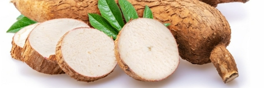 Cover image for post Cassava Processing Plant Project Report 2024: Comprehensive Business Plan, Cost and Revenue , by syndicatedanaly