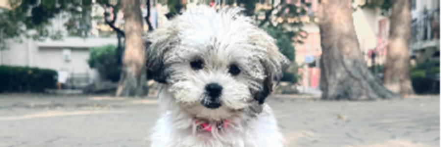 Cover image for post 12 Days, by voguetheory