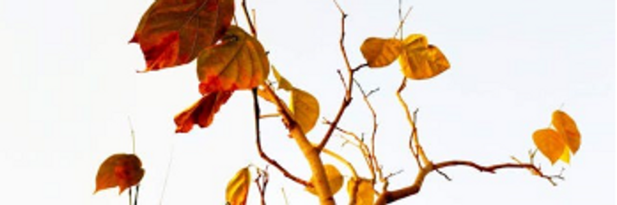 Cover image for post On Being Virginia Woolf...., by CynthiaCalder