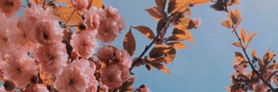 Cover image for post Aria, by KadyQuill