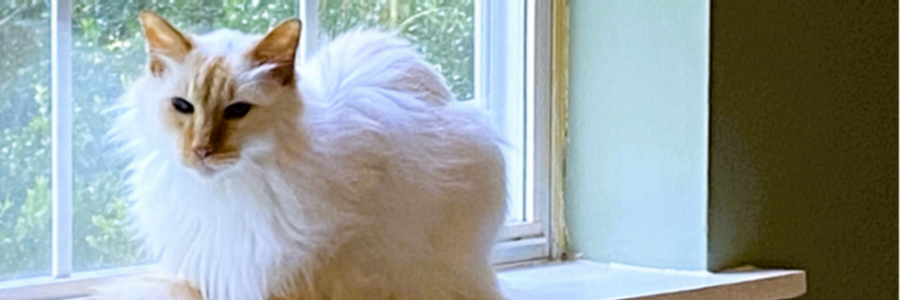 Cover image for post Feline Deity, by CynthiaCalder