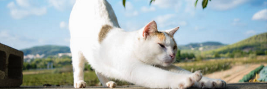 Cover image for post Staying Fit, by LARGE