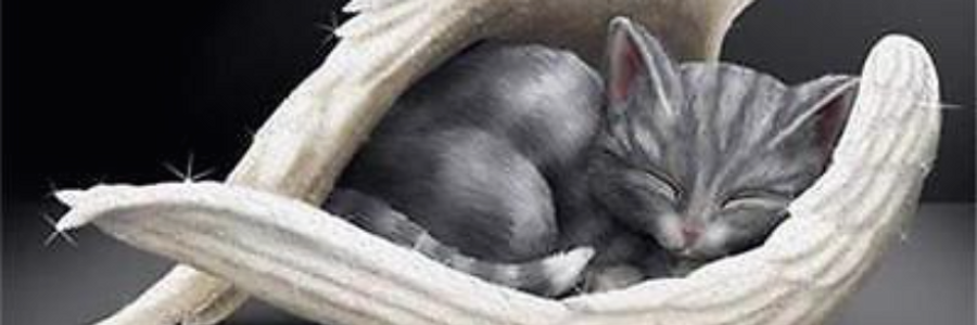 Cover image for post Eulogy to Halfcat, by AlexBeyman