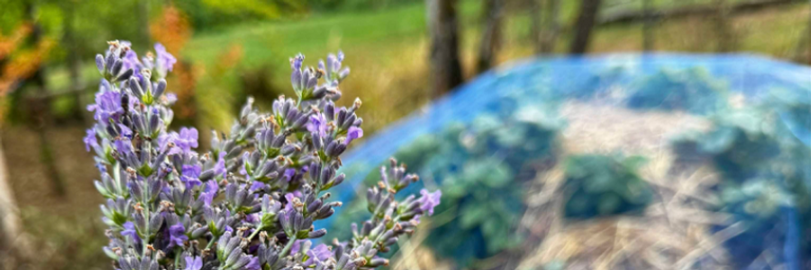 Cover image for post The painter, by EsmereldaClouds