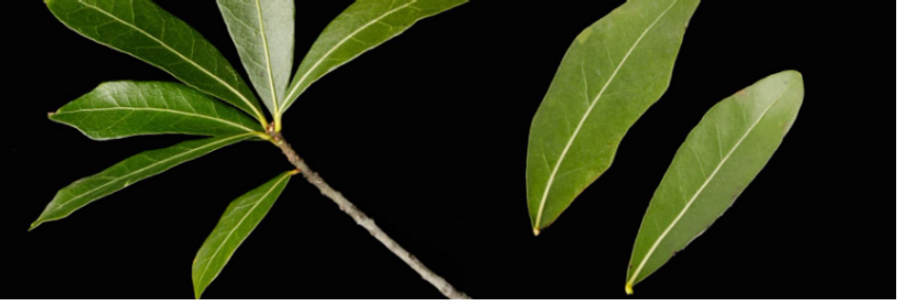 Cover image for post The Autobiography of Laurel Last, by Last