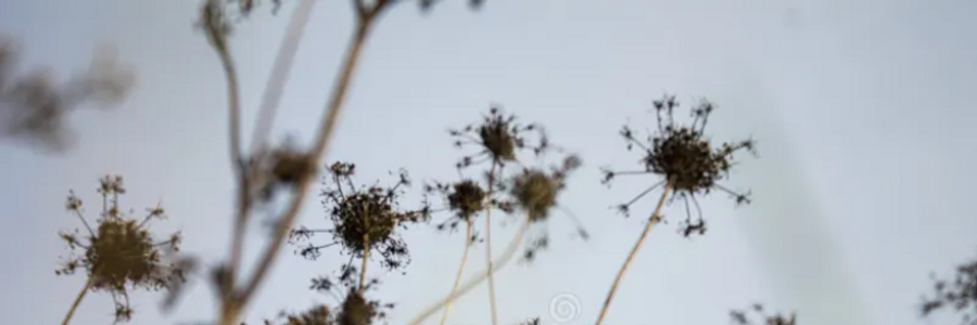 Cover image for post Wild and Precious, by kNoTeS