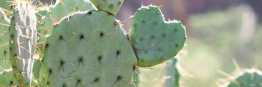 Cover image for post Godspeed, by Mariah