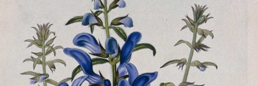 Cover image for post for(n)ever , by graceinpoetry