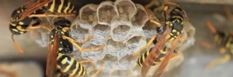 Cover image for post Bait and Switch, by Mariah