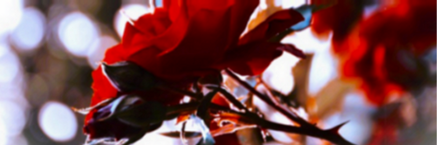 Cover image for post Valiance, by CynthiaCalder