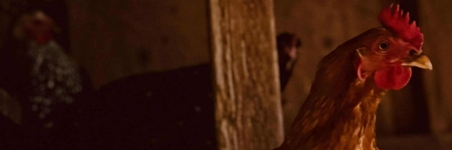 Cover image for post Scare Eye, by EsmereldaClouds