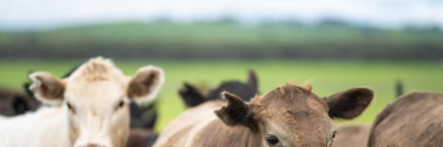 Cover image for post CORVUS, by Mnezz