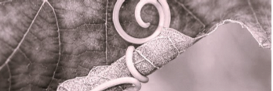 Cover image for post Strangulation, by CynthiaCalder