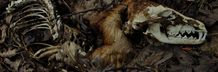 Cover image for post Night Beasts
, by J_M_Liles