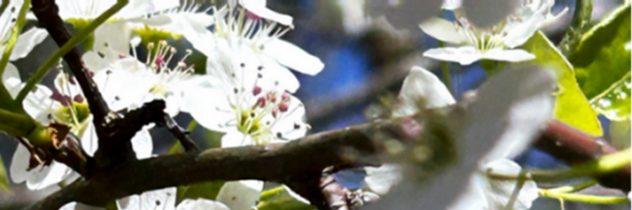 Cover image for post Stampede, by CynthiaCalder