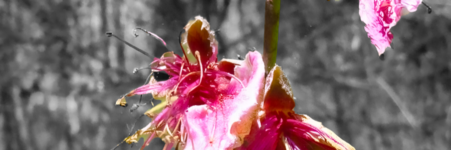 Cover image for post Call, by BilboBill