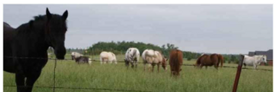 Cover image for post The Grass smelled so sweet..., by Vyxyn