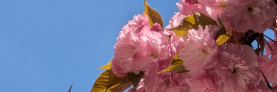 Cover image for post Untitled, by Rafaelopezjr