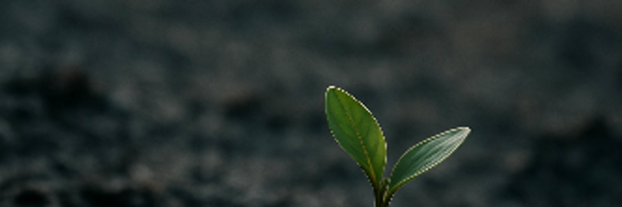 Cover image for post Before She Could Bloom, by AriaJ