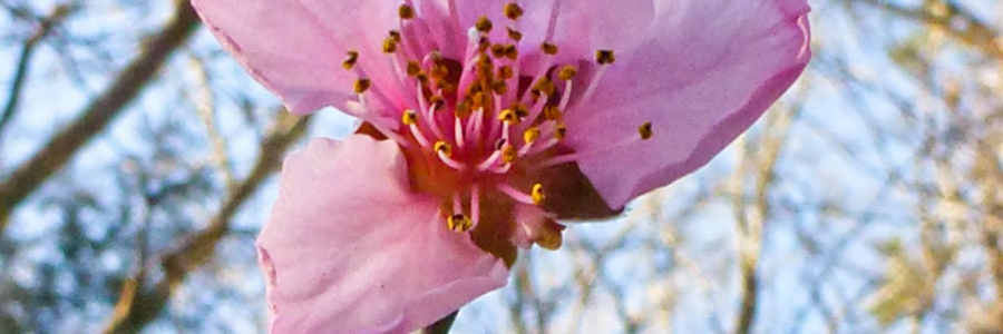 Cover image for post Commandment, by BilboBill