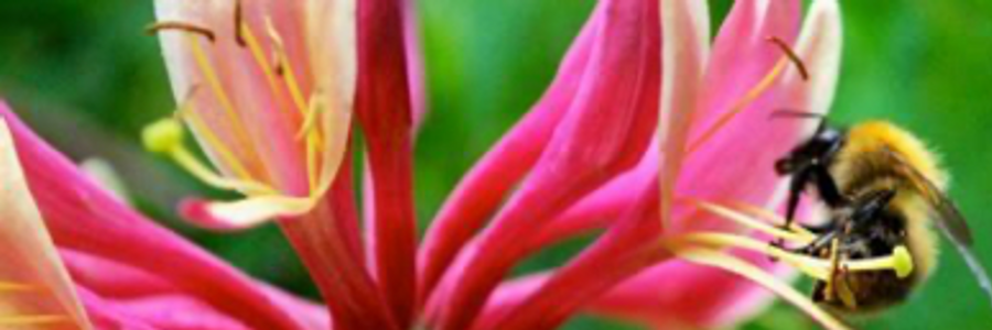 Cover image for post Lonicera Liaison, by Mariah