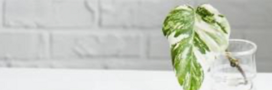 Cover image for post Philomena, by Mariah