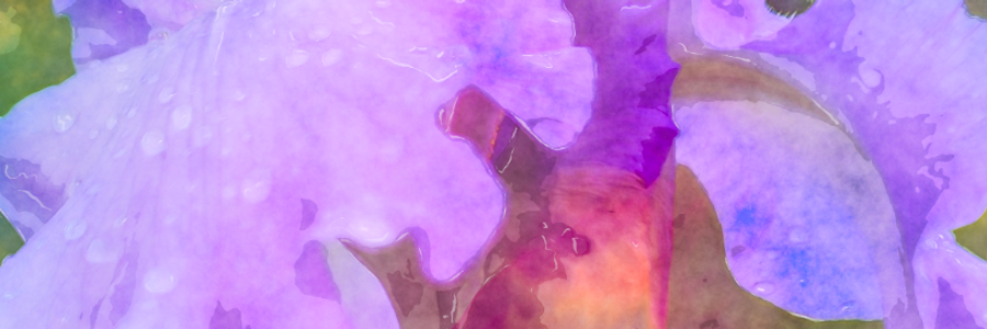 Cover image for post Turtle Crossing, by BilboBill