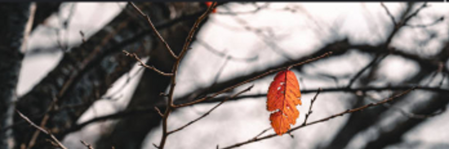 Cover image for post Perseverance , by MLHoffman