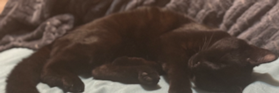 Cover image for post Void, by Catthaera