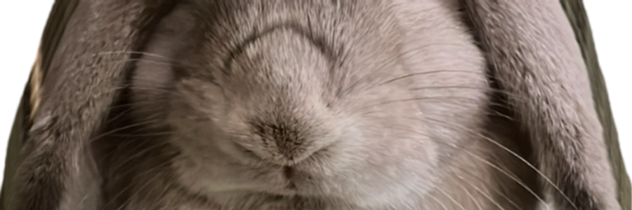 Cover image for post Winter's Gift, by beatricegomes