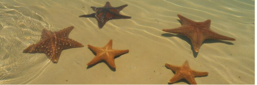 Cover image for post Hearing Color, Seeing Sound, by Last